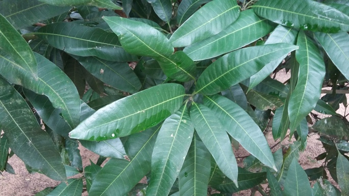 Mangifera indica