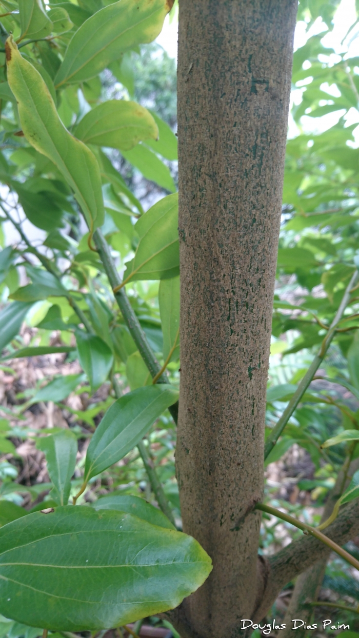 Cinnamomum verum 