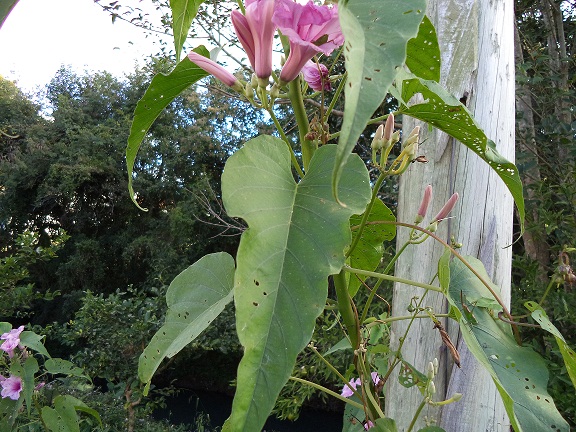 Ipomoea carnea