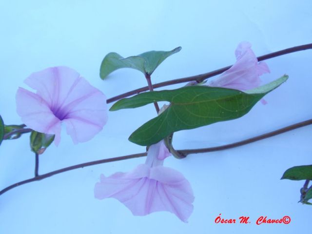 Ipomoea carnea