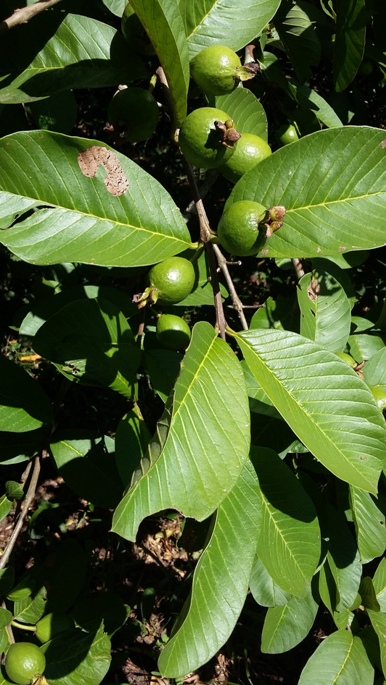 Psidium guajava