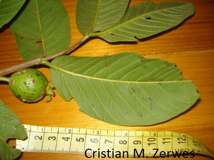 Psidium guajava