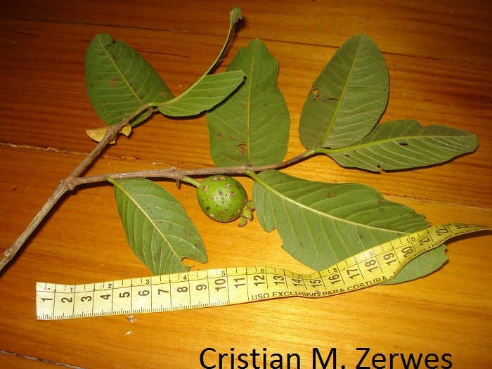 Psidium guajava