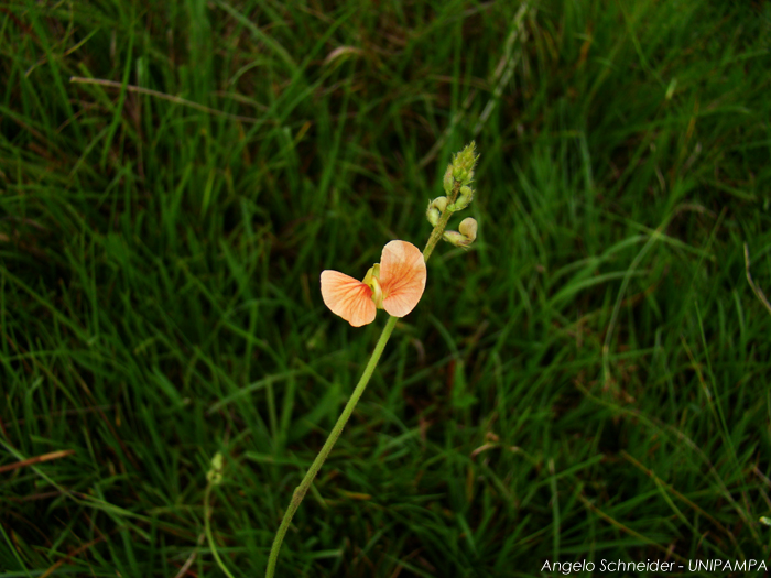 Macroptilium gibbosifolium