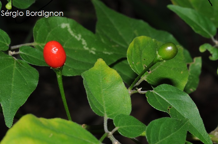 Capsicum baccatum