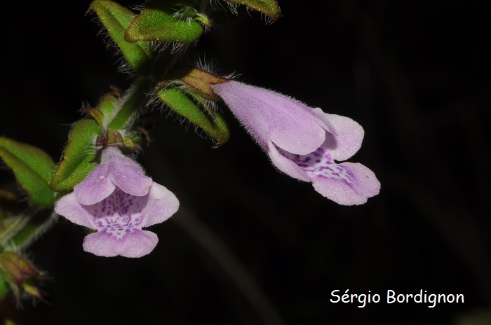 Hoehnea scutellarioides