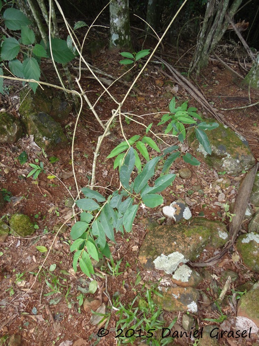 Heteropterys bicolor