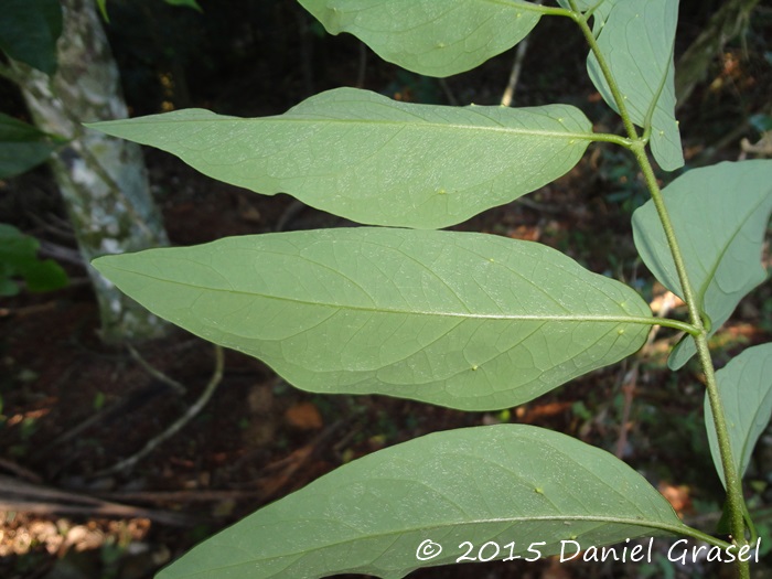 Heteropterys bicolor