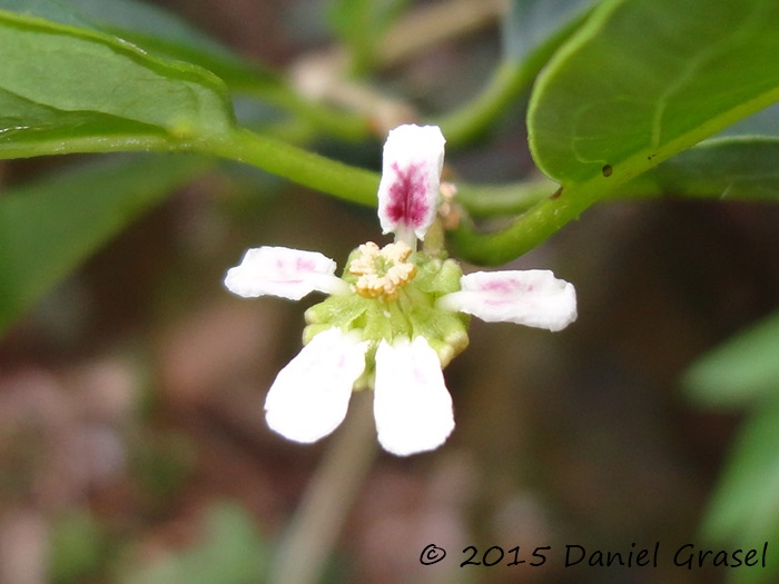 Heteropterys bicolor