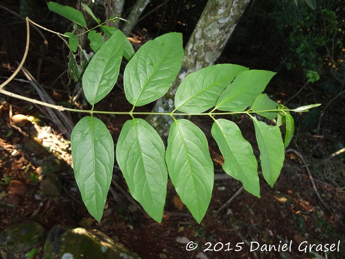 Heteropterys bicolor