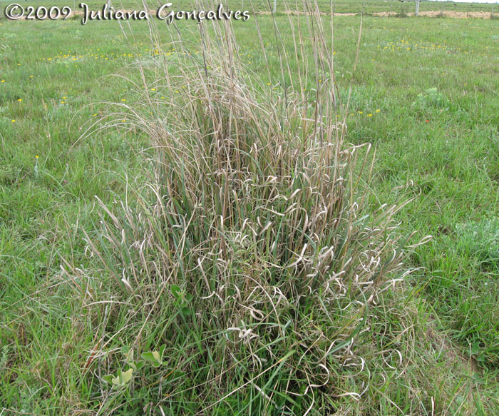 Andropogon glaucophyllus