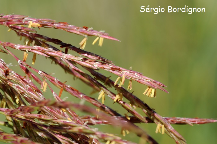 Andropogon glaucophyllus