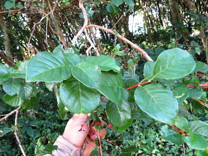 Campomanesia littoralis