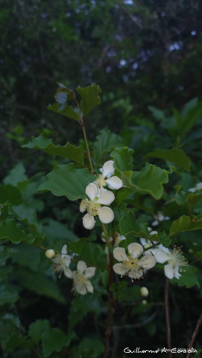 Campomanesia littoralis
