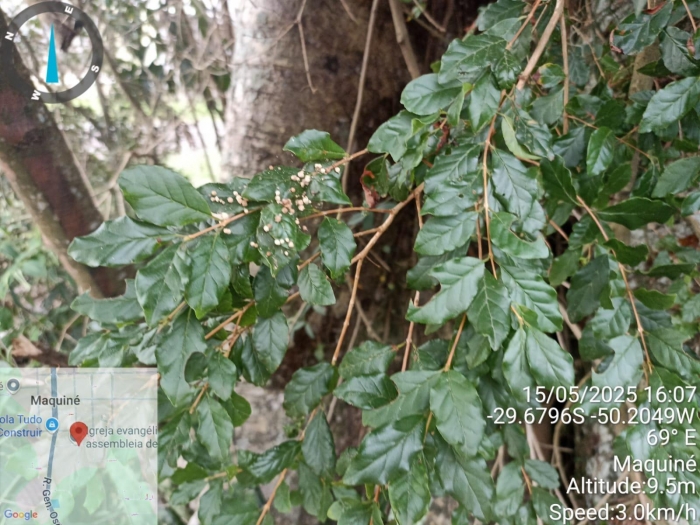 Campomanesia littoralis