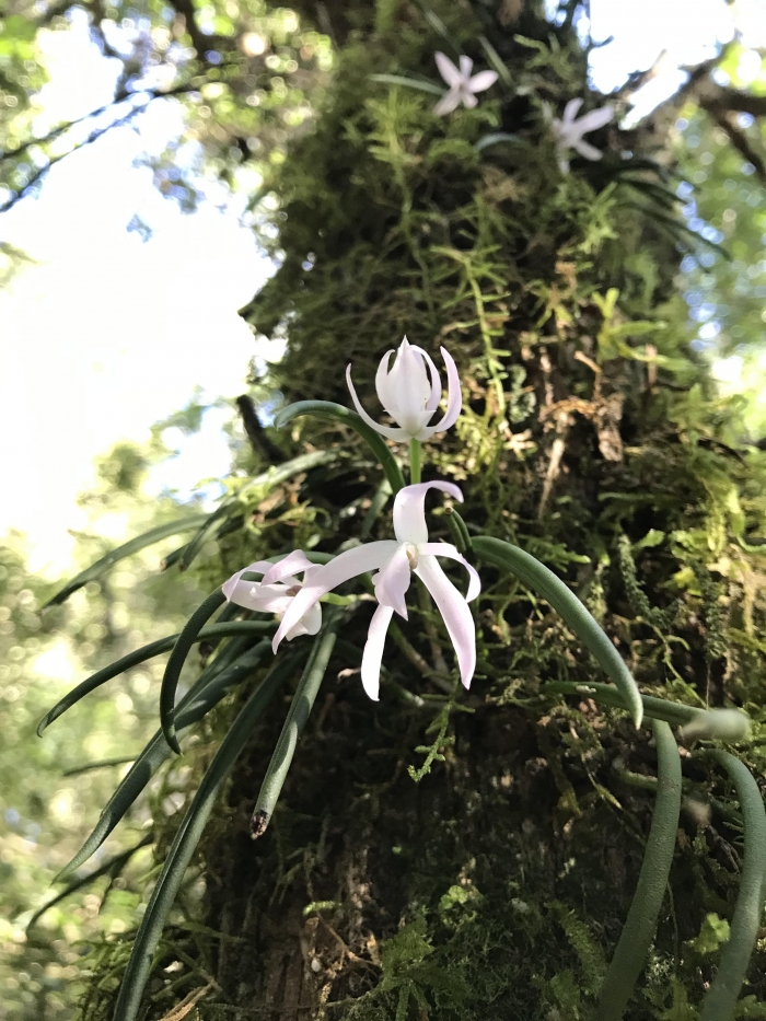 Leptotes unicolor