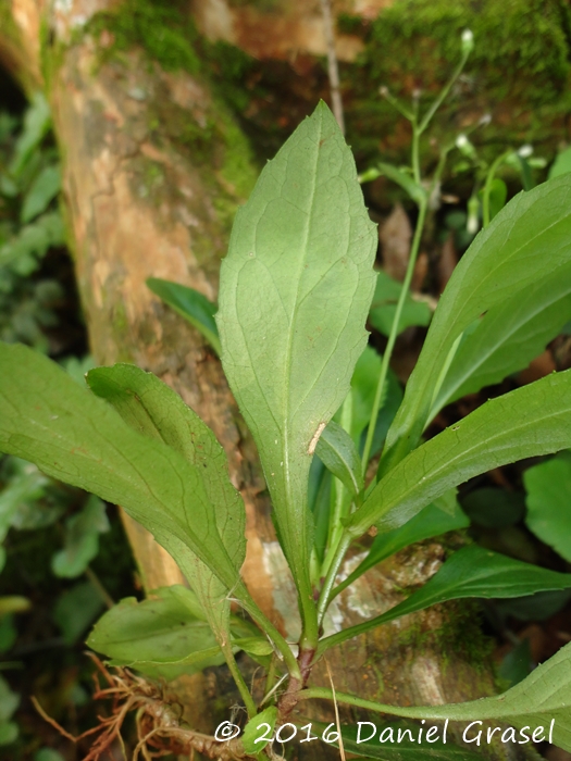 Exostigma rivulare