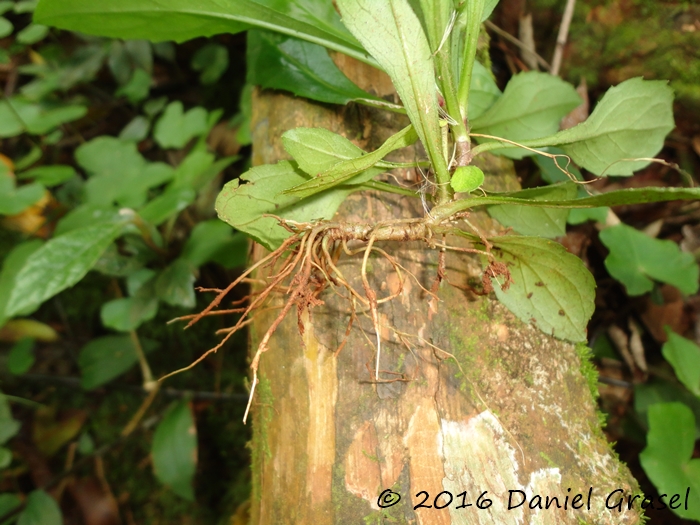 Exostigma rivulare