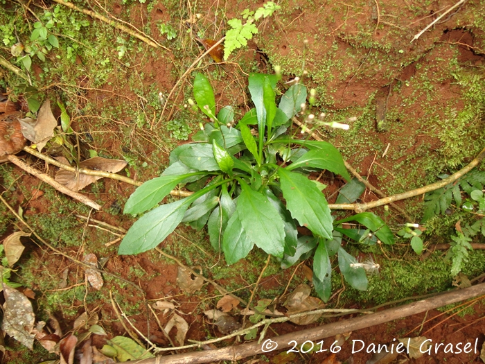 Exostigma rivulare