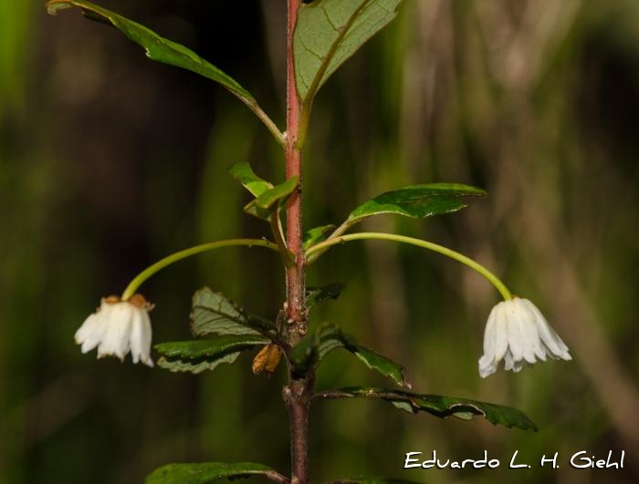 Crinodendron brasiliense