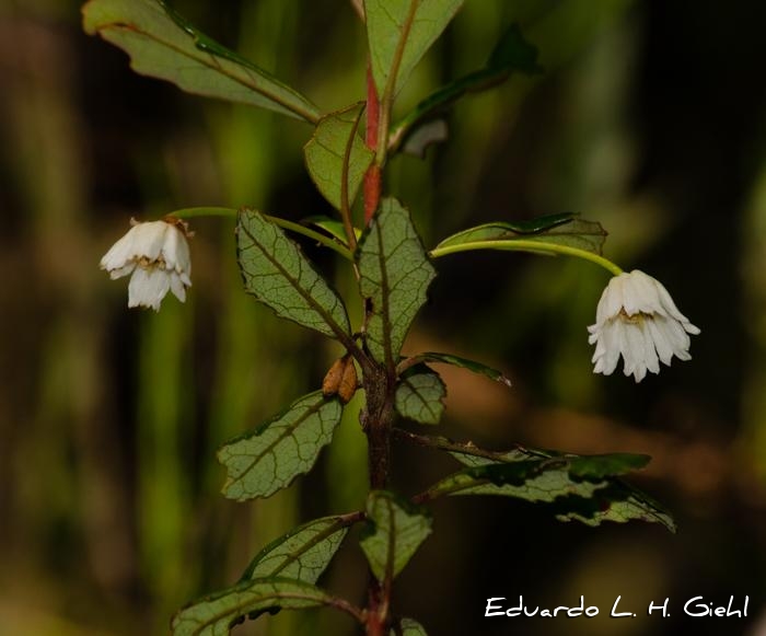 Crinodendron brasiliense