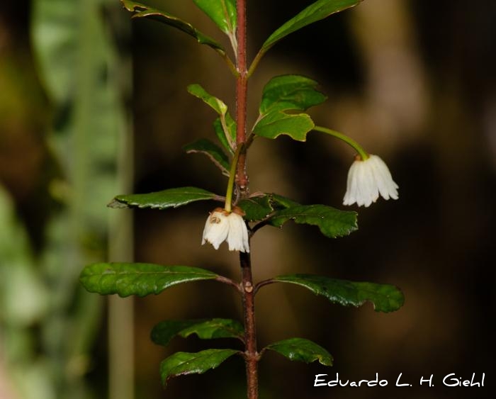 Crinodendron brasiliense