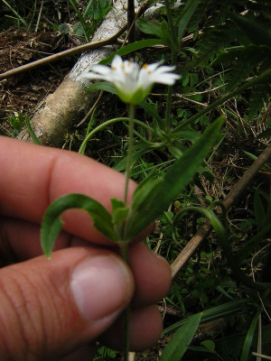 Arenaria groenlandica