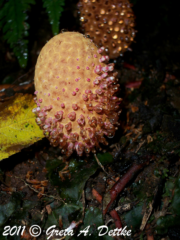 Helosis brasiliensis