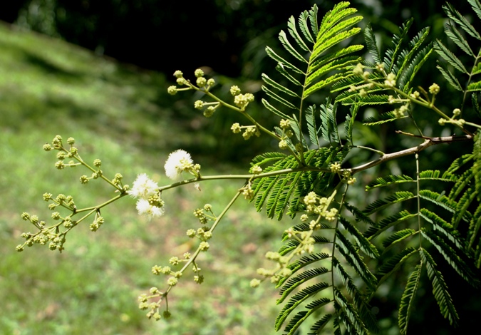Senegalia tucumanensis