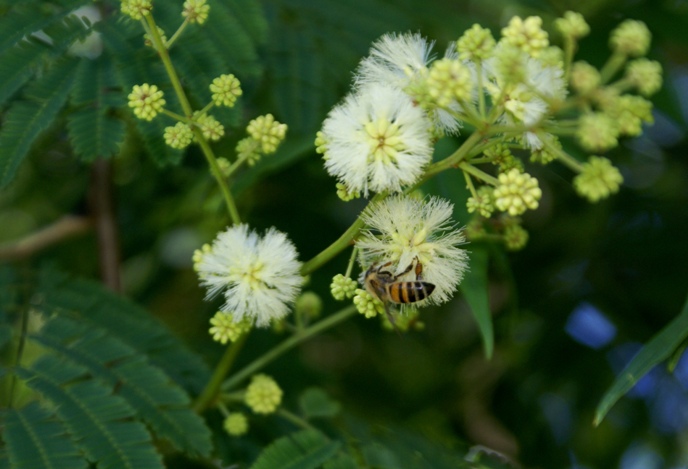 Senegalia tucumanensis