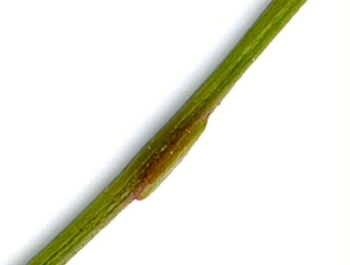 Senegalia velutina