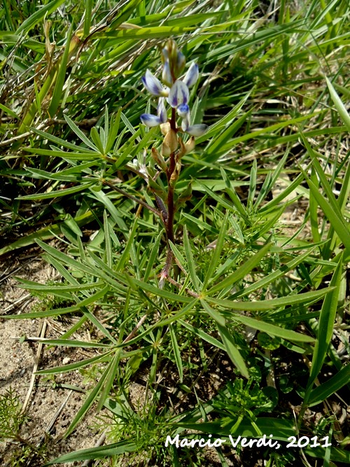 Lupinus linearis