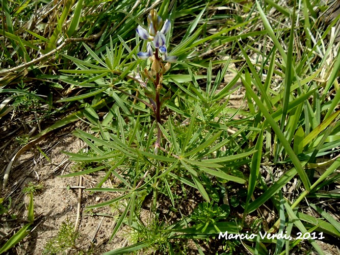 Lupinus linearis