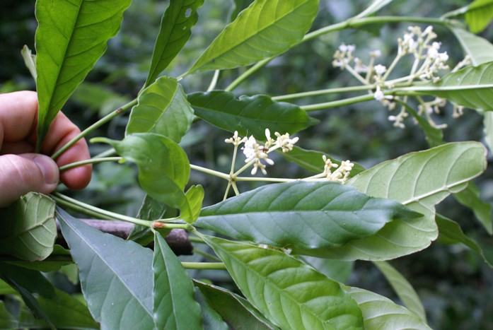 Psychotria fractistipula
