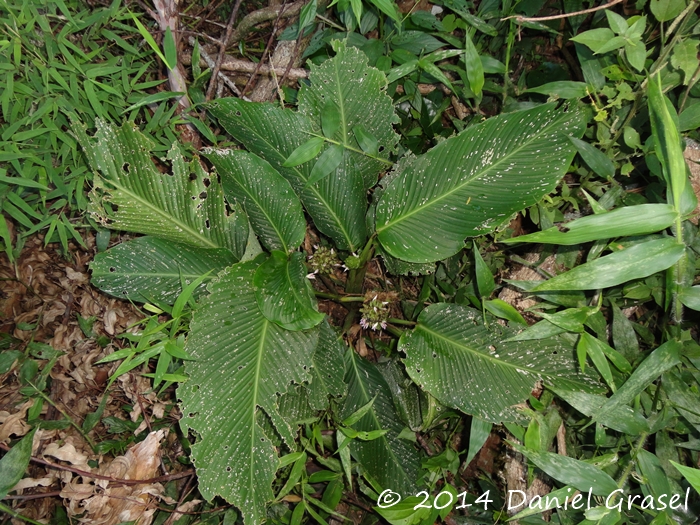 Goeppertia longibracteata