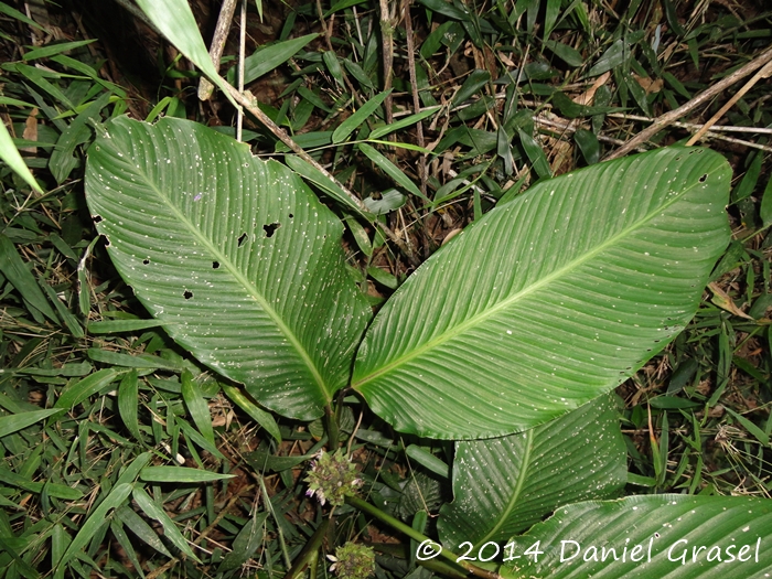 Goeppertia longibracteata