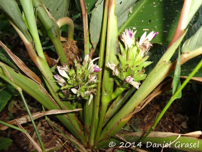 Goeppertia longibracteata