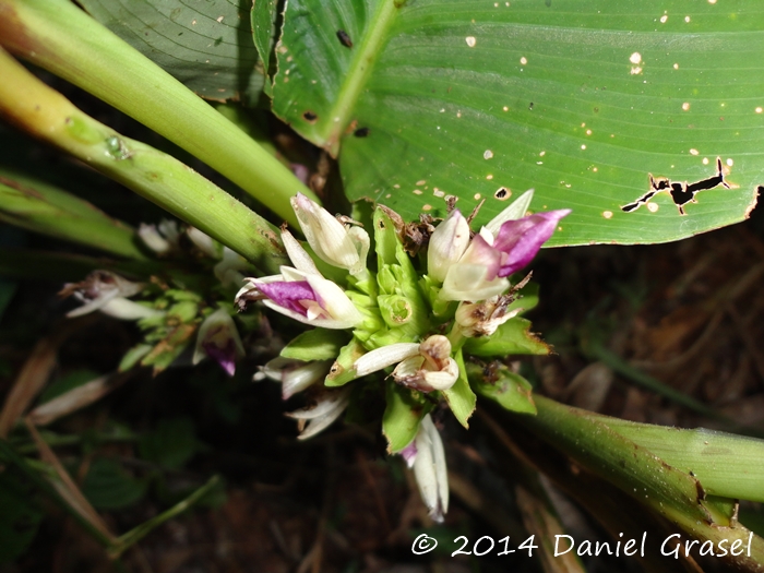 Goeppertia longibracteata