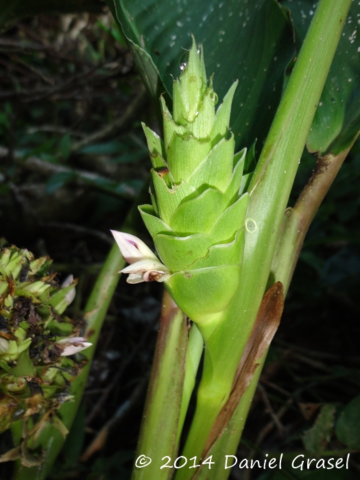 Goeppertia longibracteata