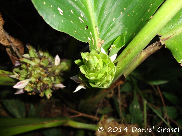 Goeppertia longibracteata