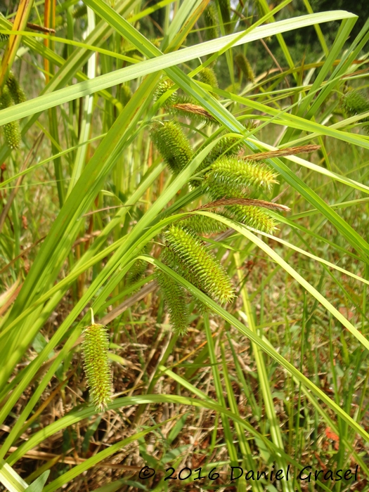 Carex polysticha