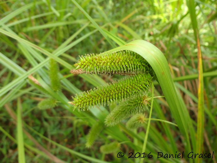 Carex polysticha