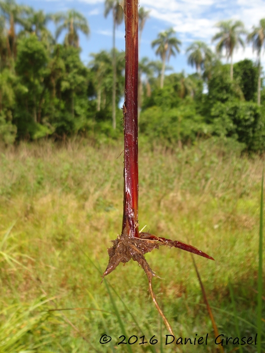 Carex polysticha