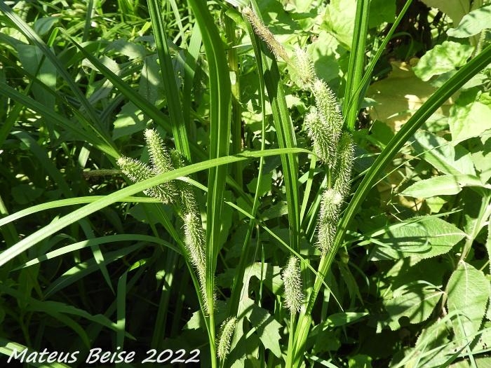 Carex polysticha
