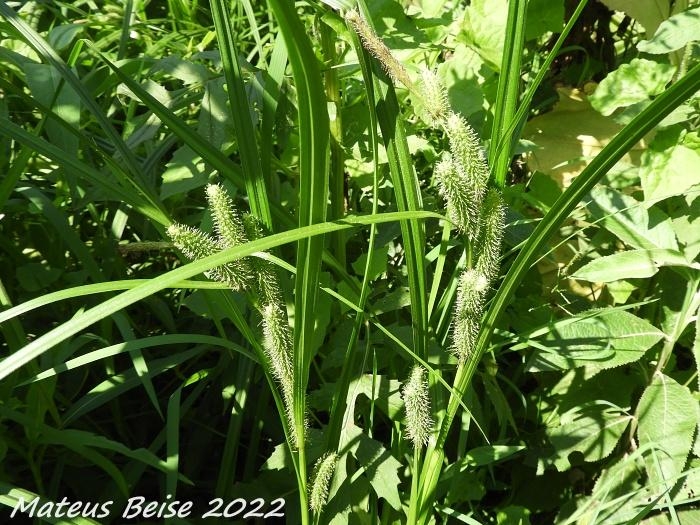 Carex polysticha