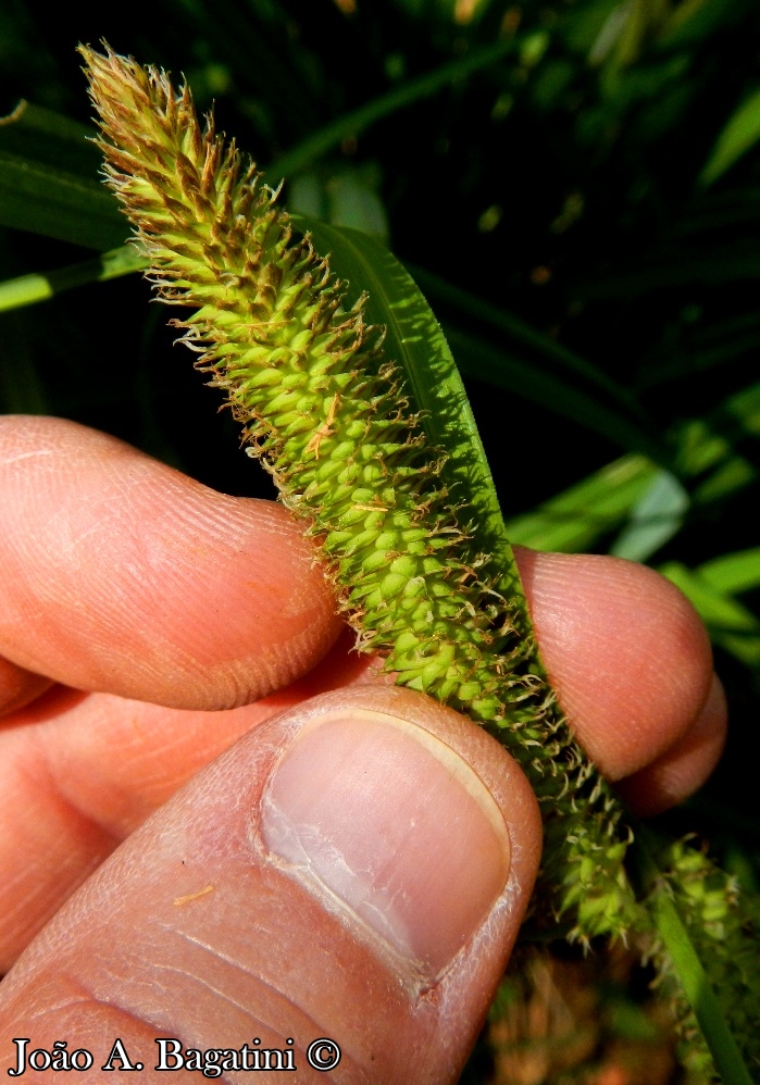 Carex polysticha