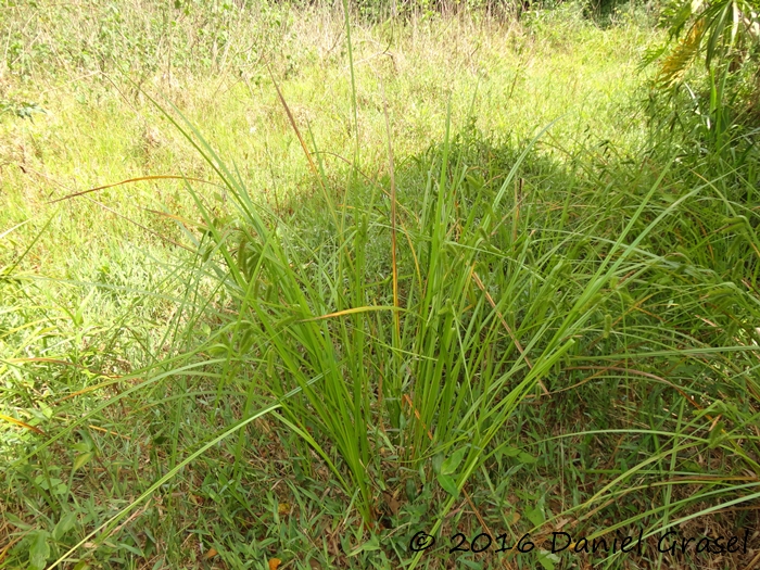 Carex polysticha