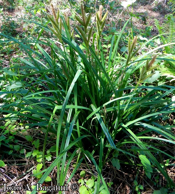 Carex polysticha