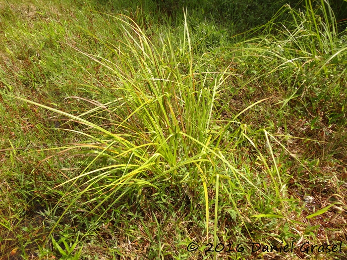 Carex polysticha