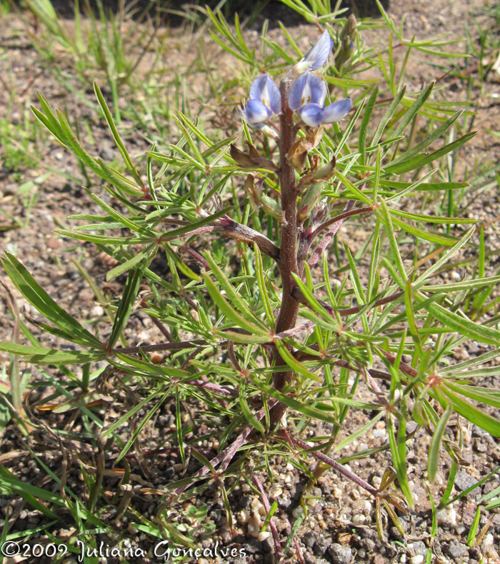 Lupinus linearis